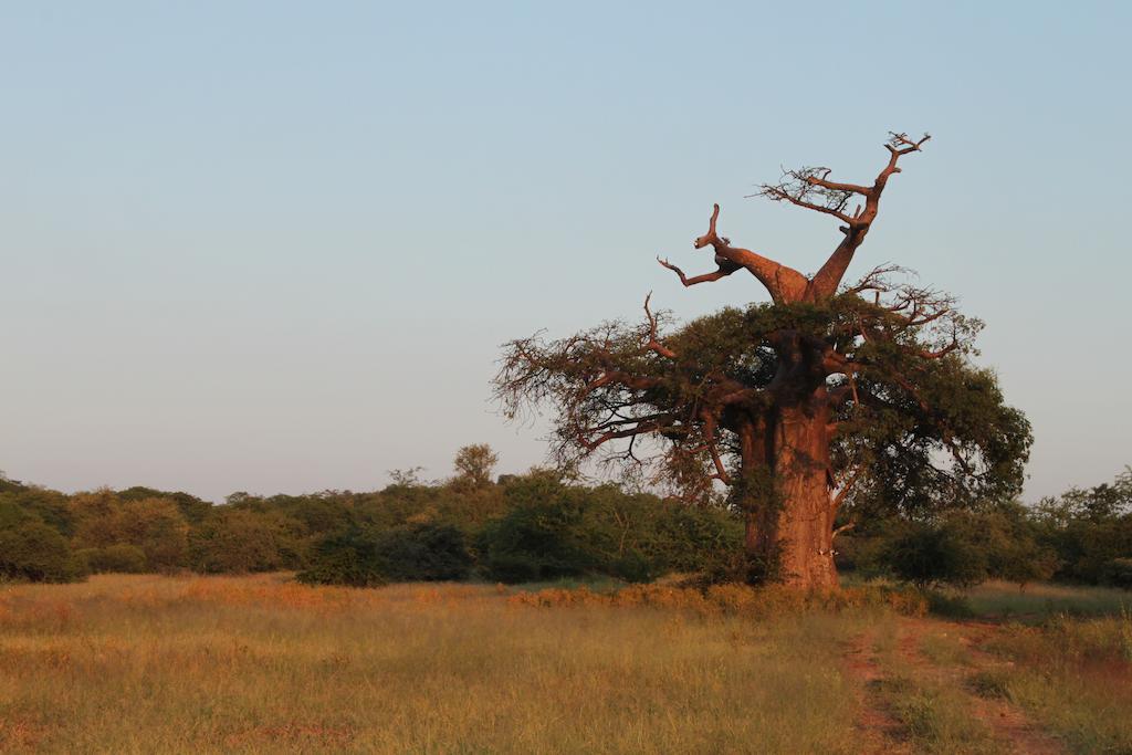 Adansonia Eco Lodge Мусина Экстерьер фото